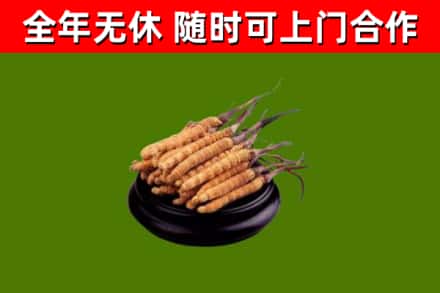 濮阳市烟酒回收冬虫夏草.jpg